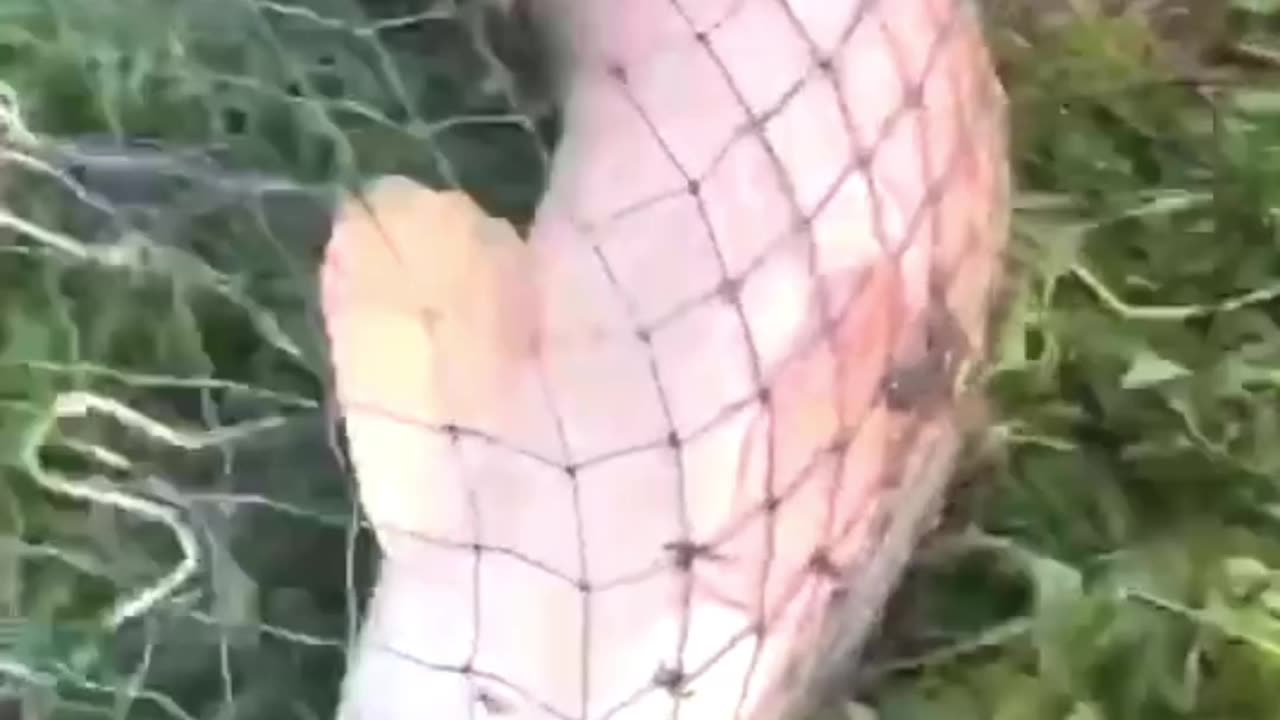Amazing Cast Net Fishing Skills To Catch River Monsters|