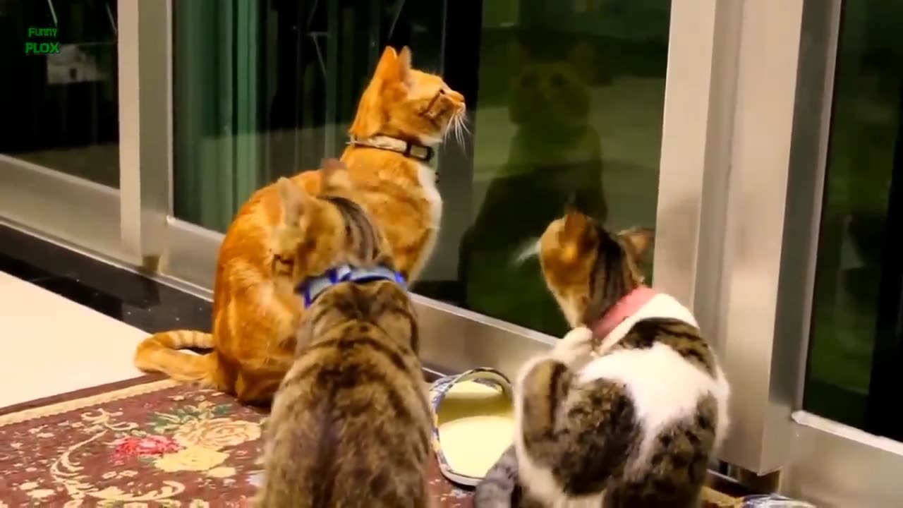 Funny Cats and Kittens Meowing Compilation