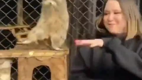 Animal copy girl dance in the zoo