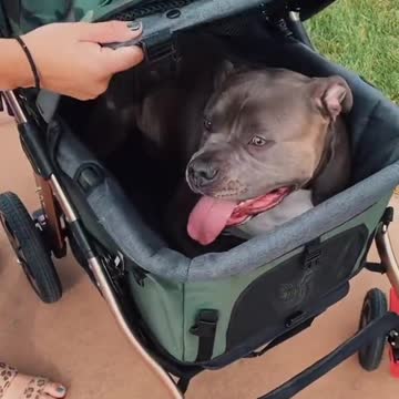 The cutest baby/hippo