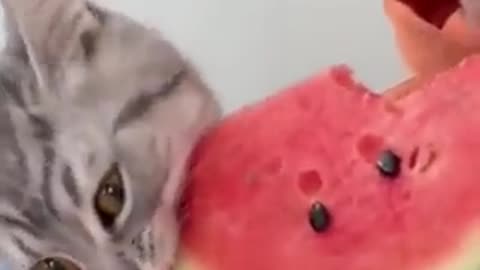 When he realized red is the good part of the watermelon.. 😅