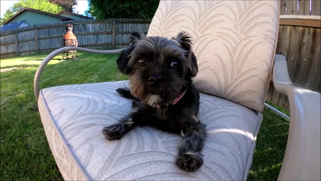 Ruby and Hans relaxing outside with the nice day