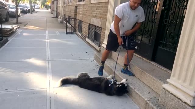 Husky doesn't want to go home