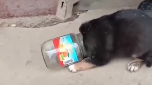 The dog is stuck in the bucket