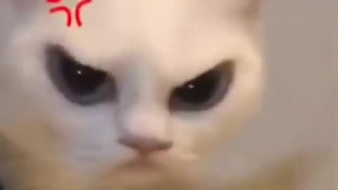 Snapchat Filter on Cat