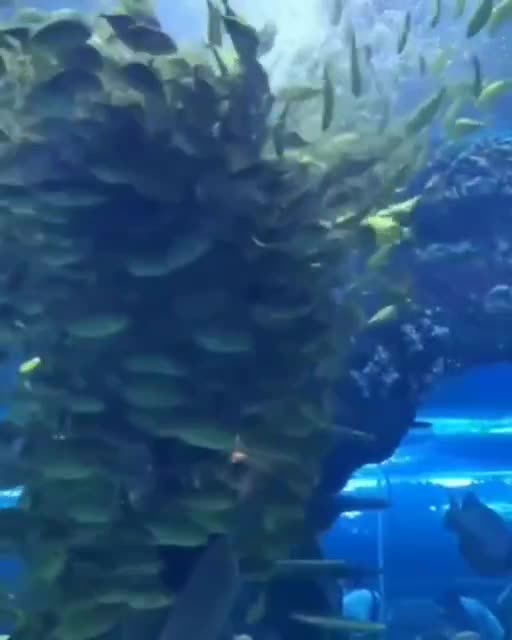 Anti-Loosh Video Number 42. LOOSH is real and bad. Explained below and watch the video!