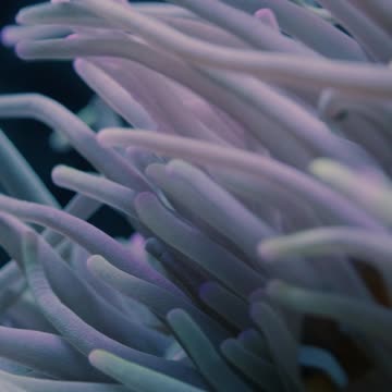 Video of a Clownfish and Sea Anemone