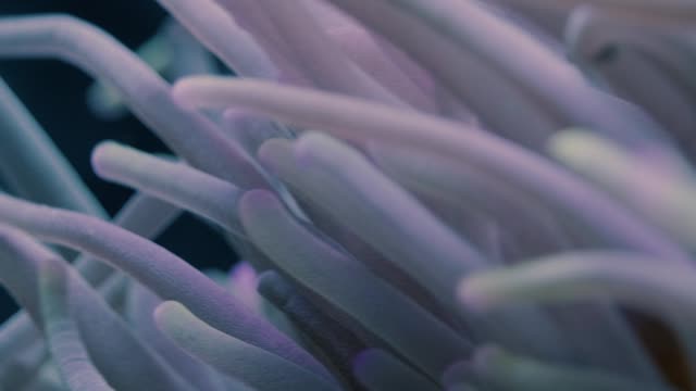 Video of a Clownfish and Sea Anemone