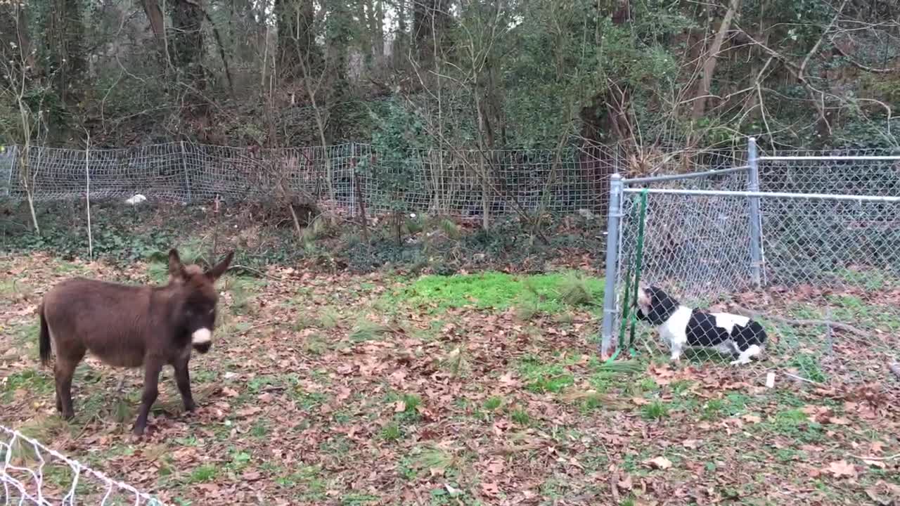 Bartlet the Basset meets Guinevere the Guard Donkey