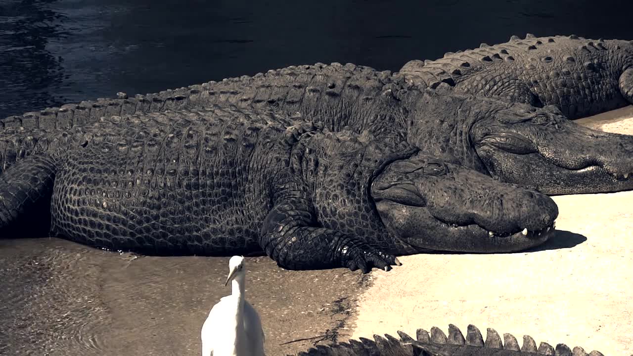 Sleeping crocodiles and the unwary white bird