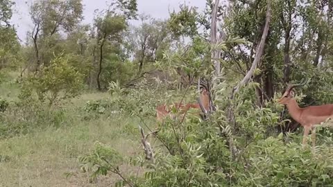Deer Fight - ANimal Video - Impala fighting