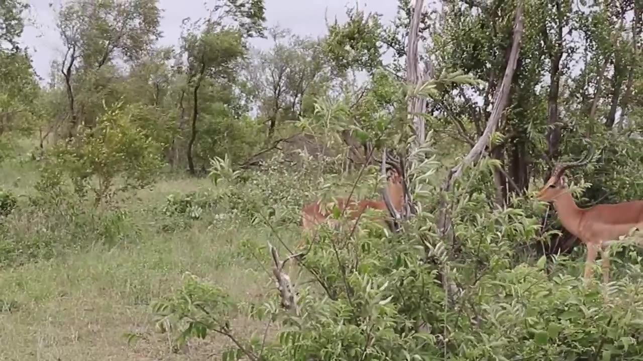 Deer Fight - ANimal Video - Impala fighting
