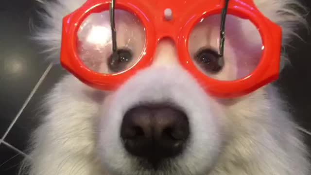 Samoyed wears wiper glasses for rainy day playtime