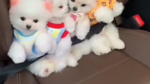 Beautiful puppies