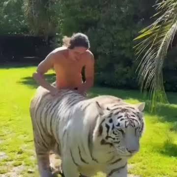 the most beautiful tiger you will see now