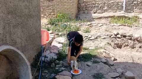 Rural life in Iran: preparing chicken with fresh village plums