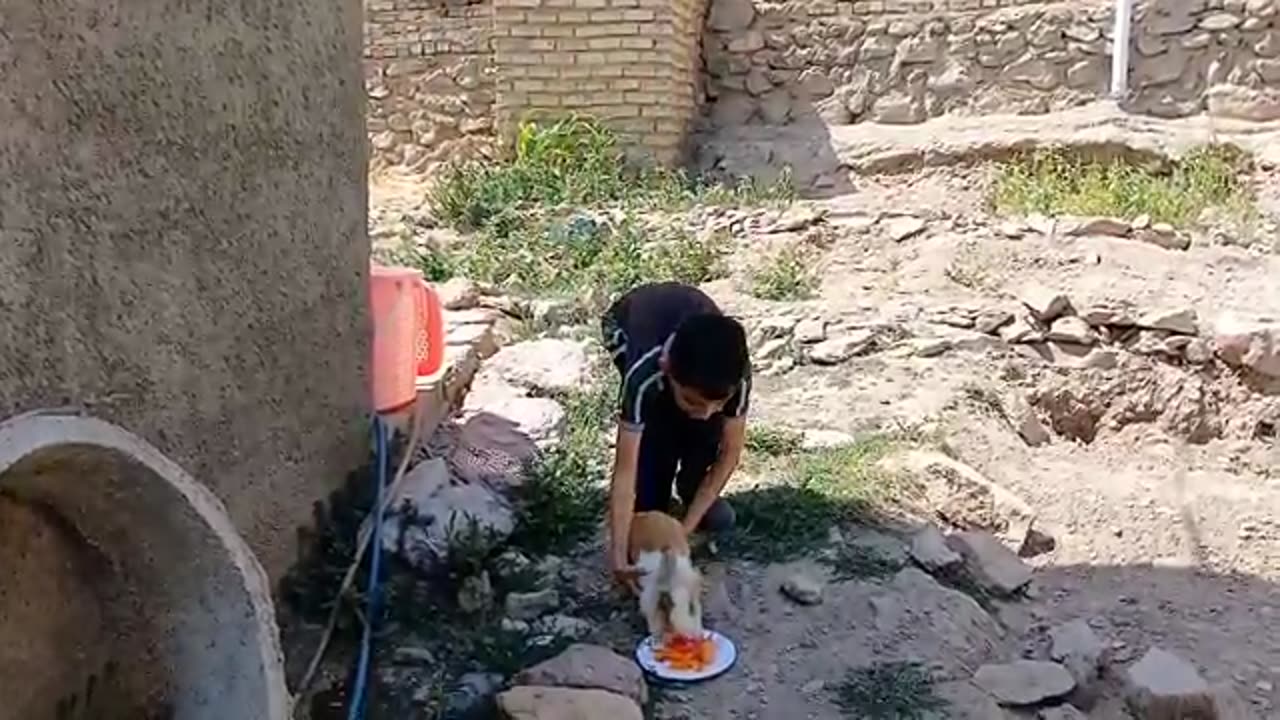 Rural life in Iran: preparing chicken with fresh village plums