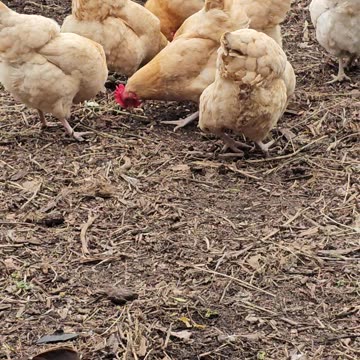 OMC! Brownie is too shy and timid to compete, Poor little Brownie!