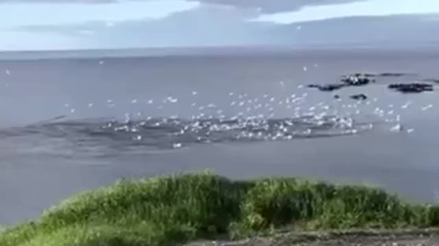 Blue-Footed Boobies High Speed Dive When Hunting