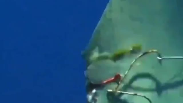 Shark injured by humans