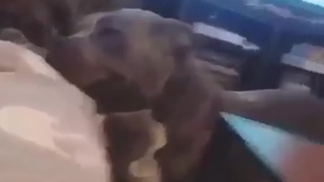 Cat licks and dog get emotional for first time.