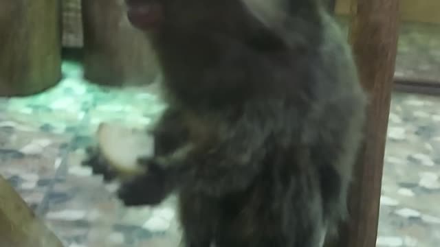 monkey eats an apple, funny animals, marmoset, going to the zoo