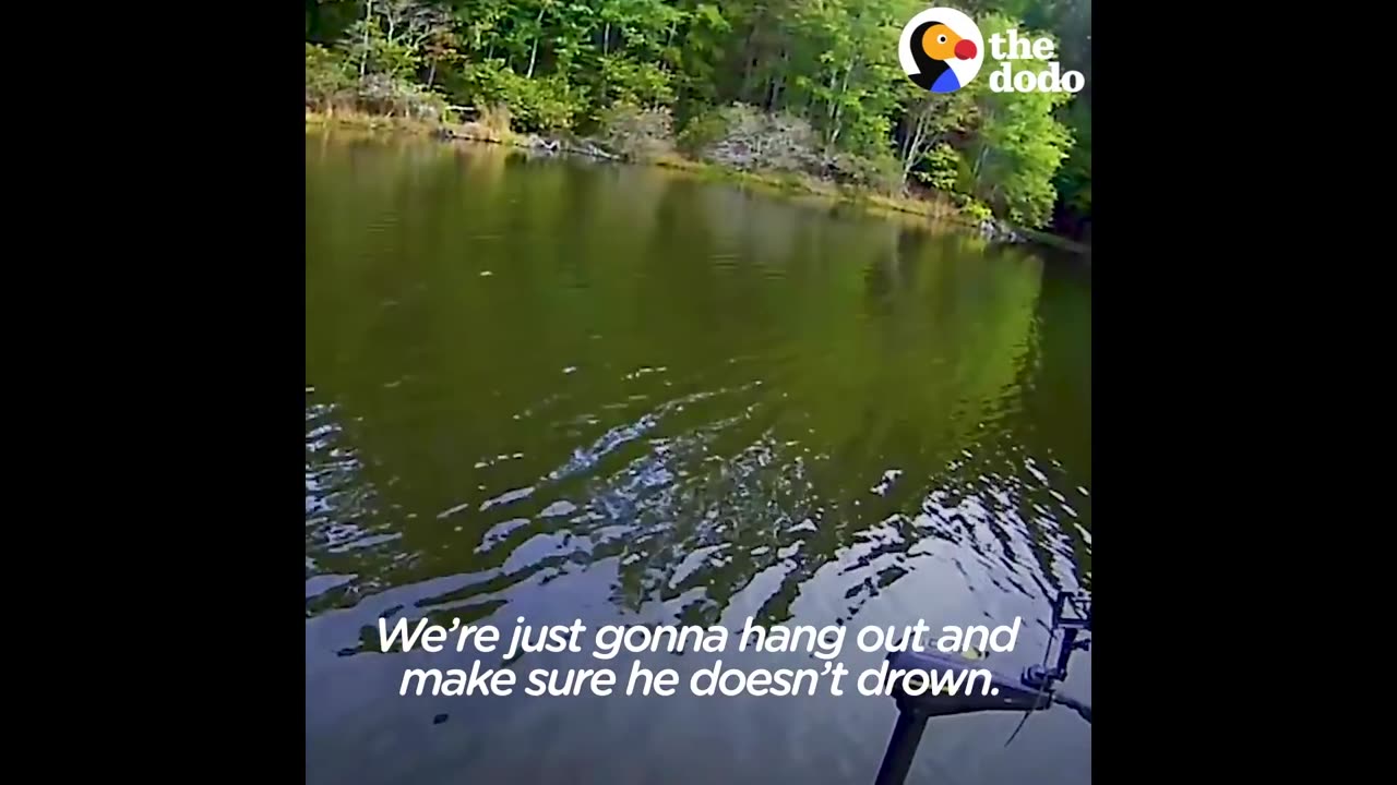 Drowning Chipmunk Rescued by Fishermen | The Dodo