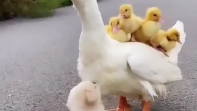 Friendship with duck are so adorable