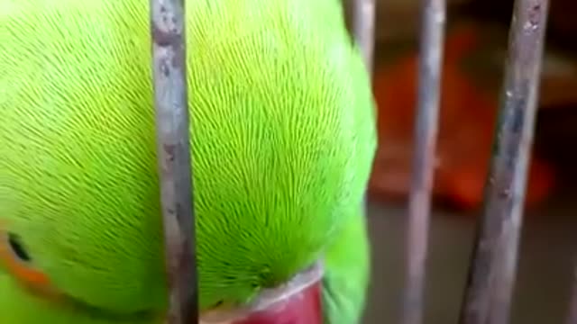 mittu kaise dhudh roti maangta hai _ female parrot _ mittu