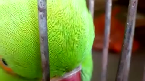 mittu kaise dhudh roti maangta hai _ female parrot _ mittu