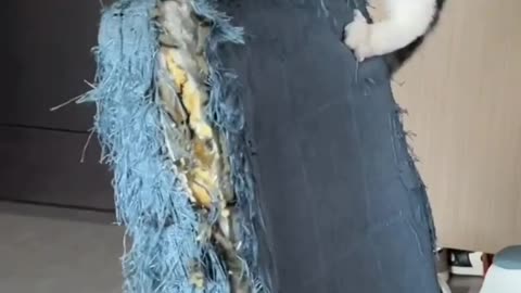 Funny cat