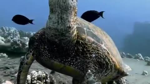 Sleeping Sea turtle.
