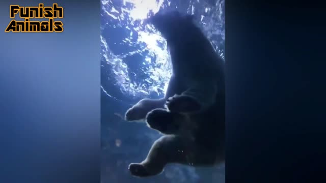 The polar bear is swimming