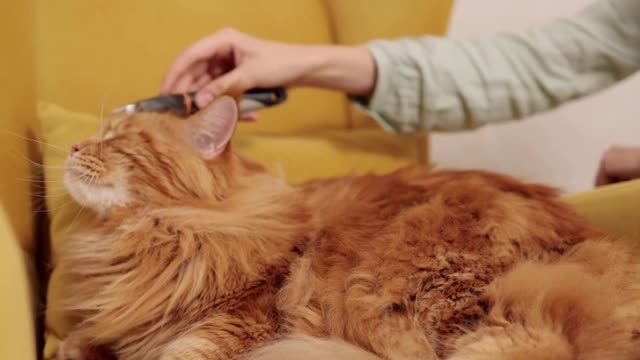 Cat Feline Whisker Grooming