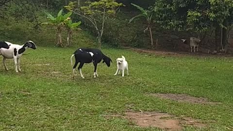 O Pastorinho