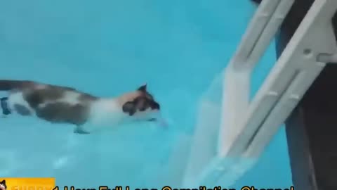 🐕 Funny Cats 2024😂 Cute Cats Videos 🐱 🐕 😄