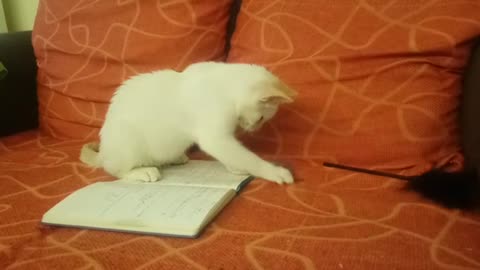 My Cat Playing with My Diary.