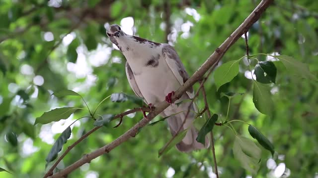 white pigeon sitting on a tree branch