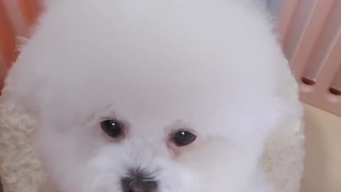 Cut the nails of the puppy