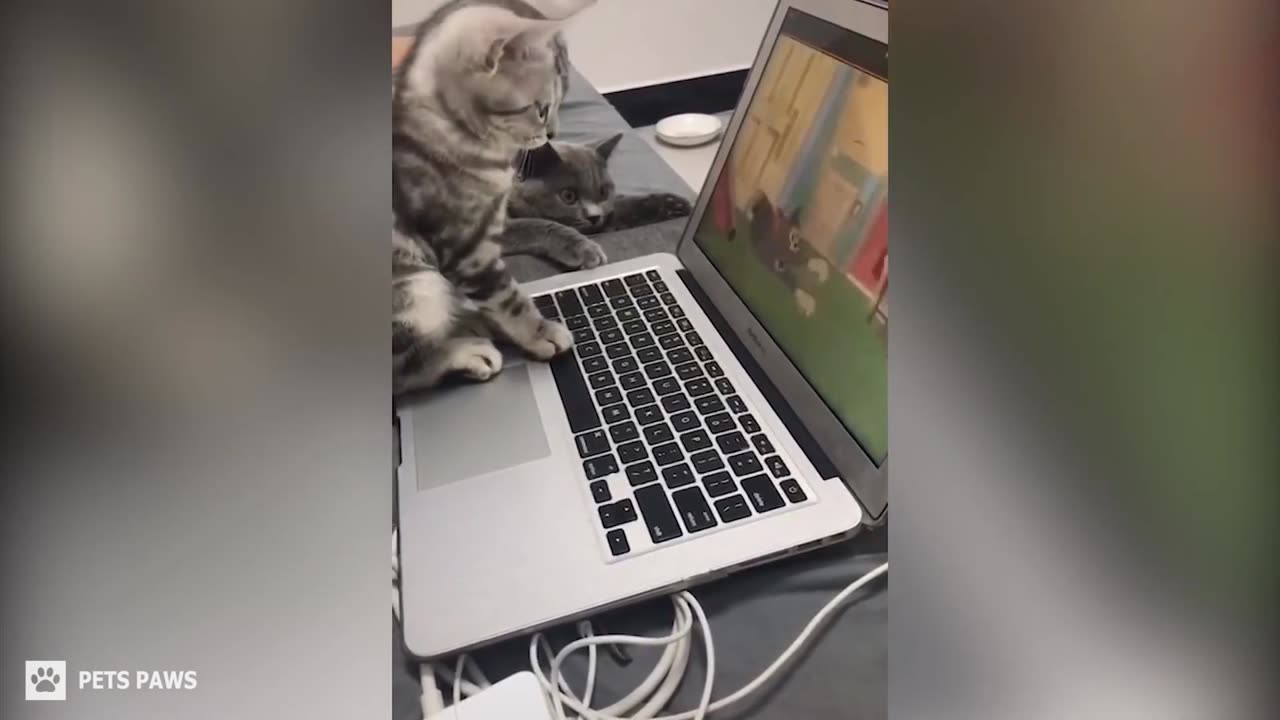 Cats Can Speak English