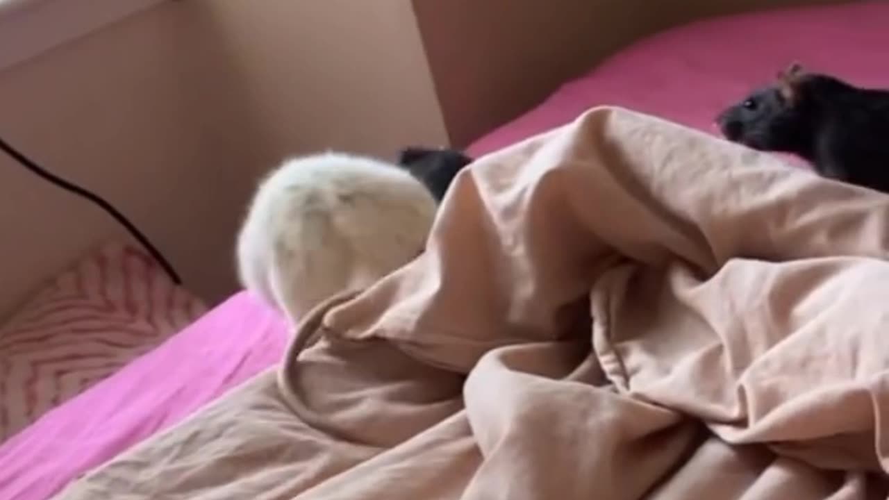 (The best dubbing award goes to this video 🤣🤣)