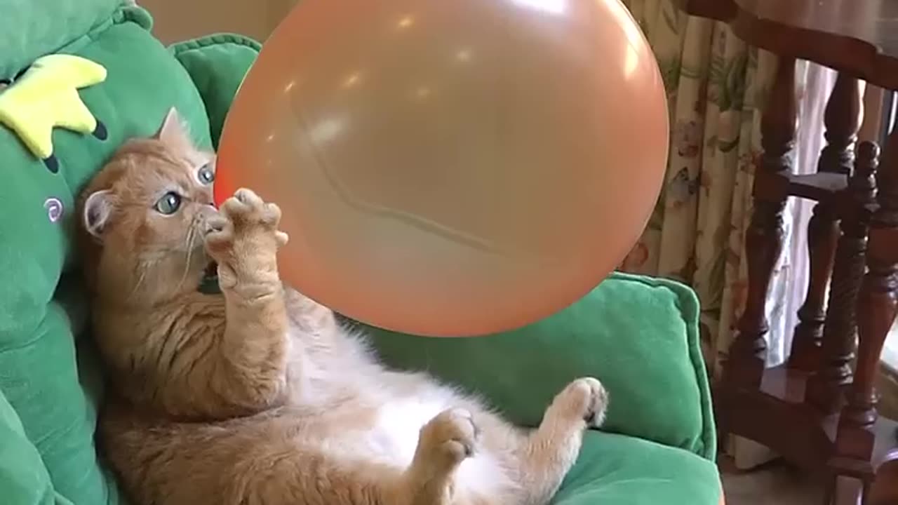 Cat to Baloon billion views