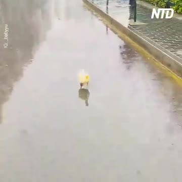 Cutest Ducky Running in the Rain