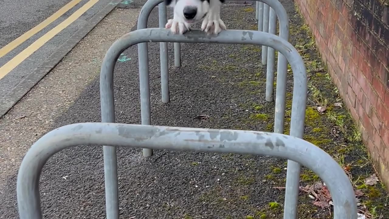 Border Collie Parkours on Bike Bars