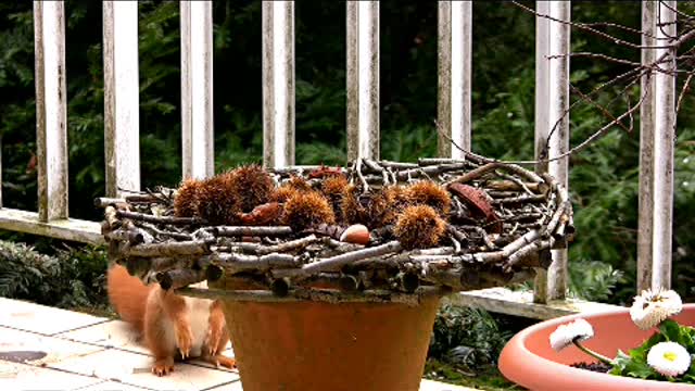 Little squirrels foraging for food