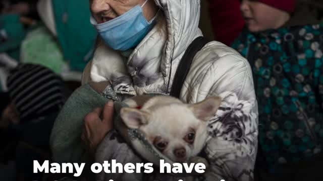 Russia-Ukraine War: People Holding On To Their Pets As Their