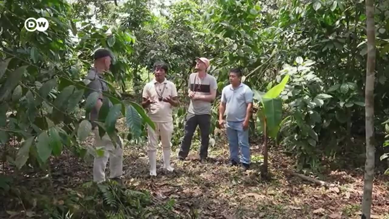 How climate change threatens coffee production DW Documentary