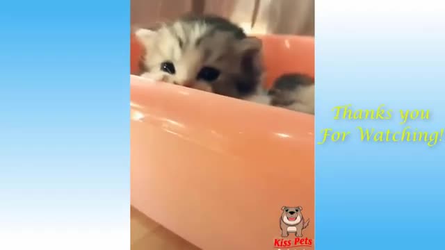 Try Not to Laugh - Puppies Edition #53