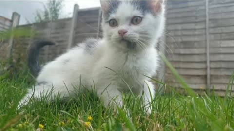 Most funny kitten very funny video
