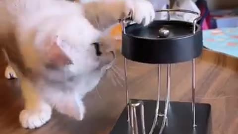 Funny Cats And Dogs Videos 😂 #4 - Best Funniest Animal Videos 2023